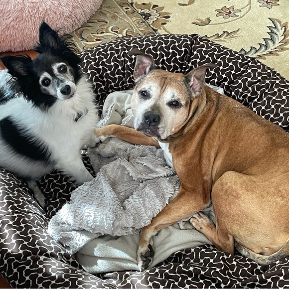 Meet your Posher, Vicky aka Red Jap Mama - Picture 2 of 7